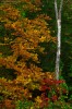 Autumn 03