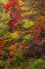 Autumn 05