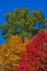 Autumn 06