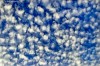 Cotton 2