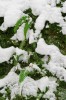 Ferns In Snow